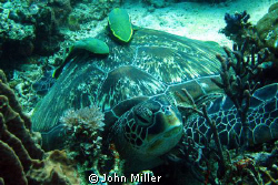 Resting turtle, taken on Canon S80. by John Miller 